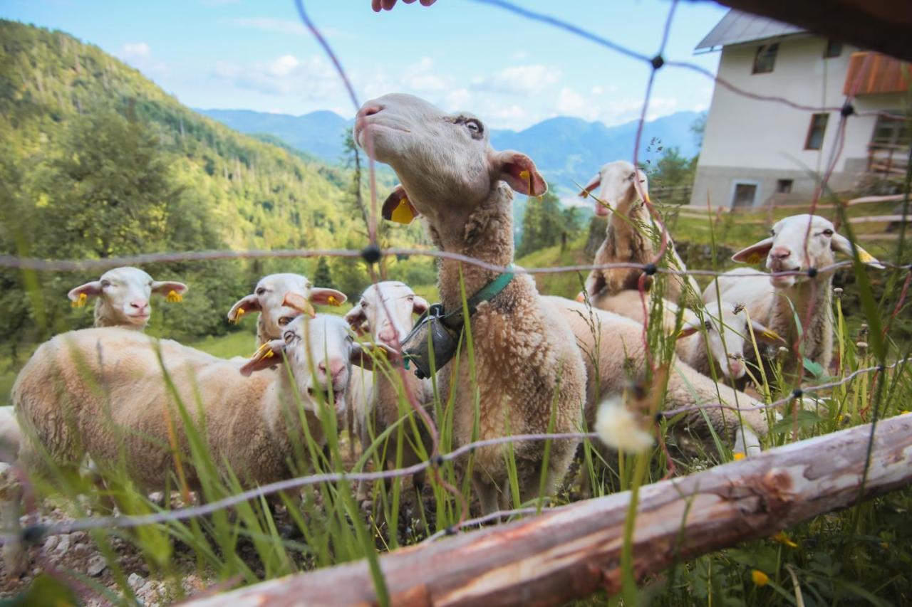 Apartma Gorski Razgled Srednja Vas v Bohinju Zewnętrze zdjęcie